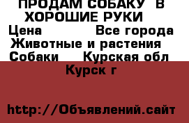 ПРОДАМ СОБАКУ  В ХОРОШИЕ РУКИ  › Цена ­ 4 000 - Все города Животные и растения » Собаки   . Курская обл.,Курск г.